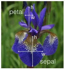 iris-spec