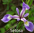 setosa