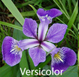 versicolor