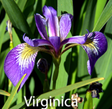 virginica